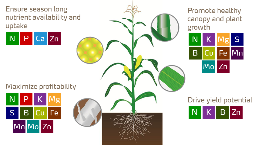 corn plant growth stages