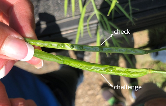 canola pods