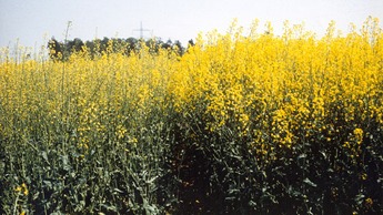 Oilseed rape with advanced sulphur deficiency (left). Growth is reduced, flowering is sparse and white.