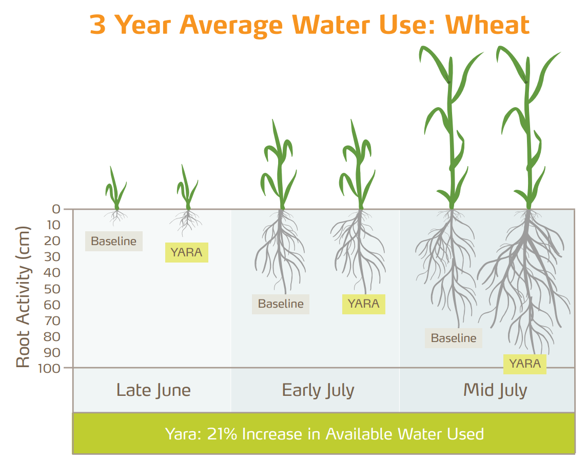 micronutrients effect on water use efficiency
