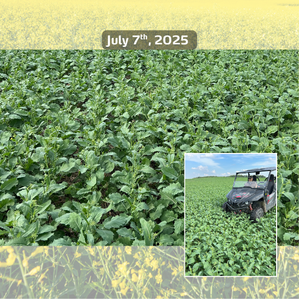 hailed canola