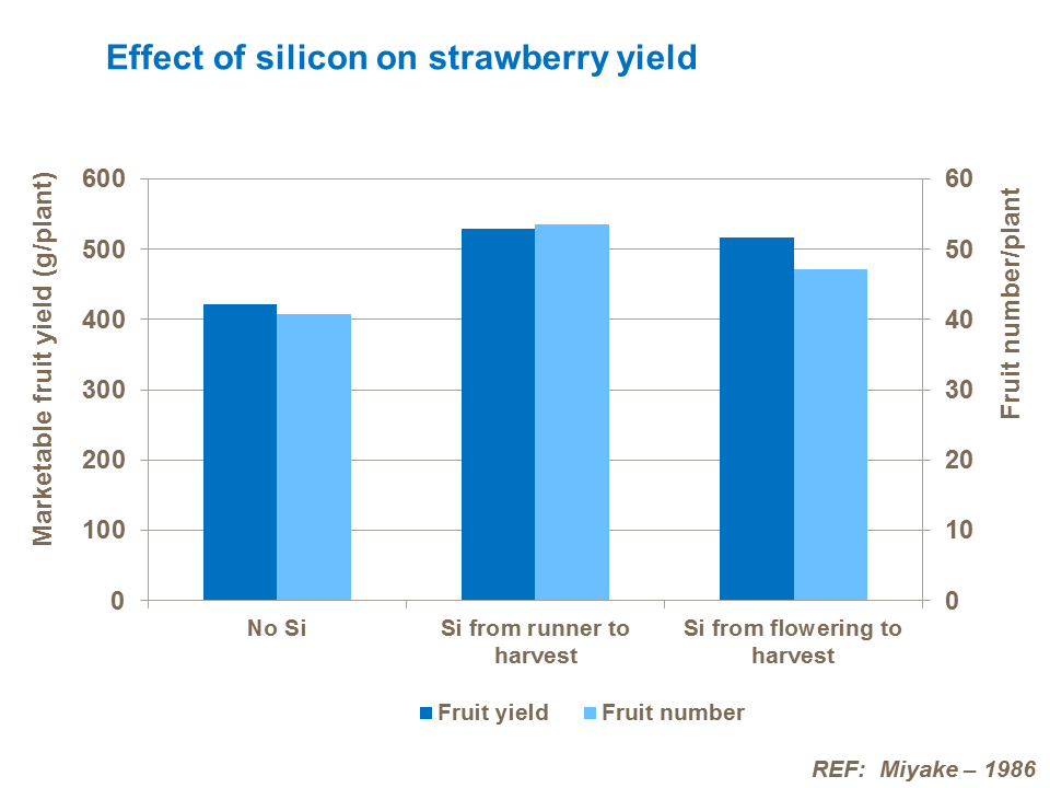 Effect of silicon on strawberry yield