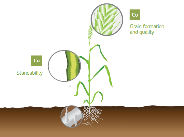 copper benefits to plant illustration.PNG