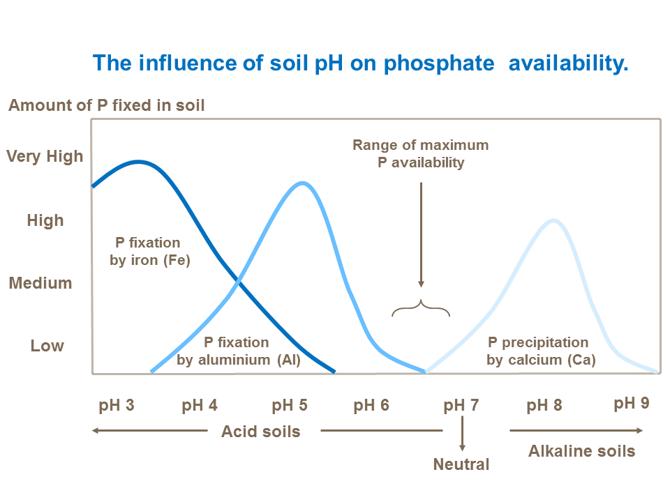 The influence of soil pH on phosphate  availability