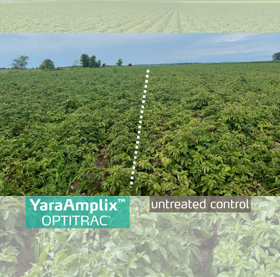 optitract trial on potatoes