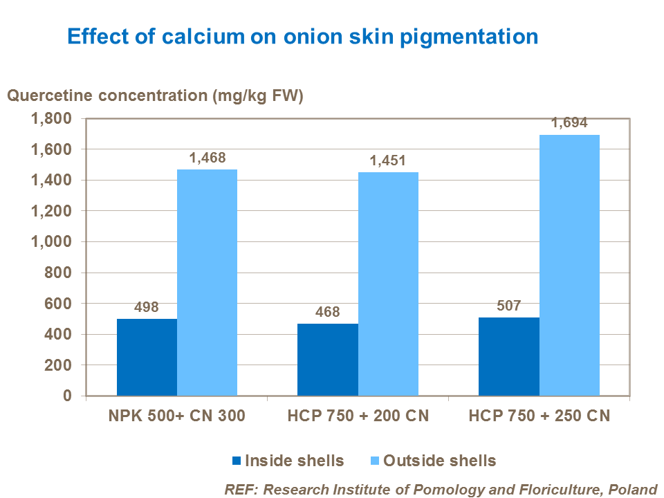 Effect of calcium on onion skin pigmentation