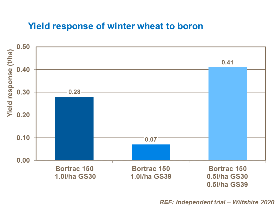 Yield response of winter wheat to boron
