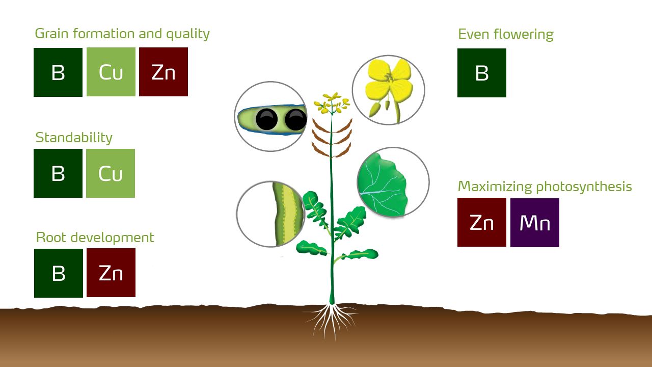 cereal-canola-illustration-B-Cu-Mn-Zn.png