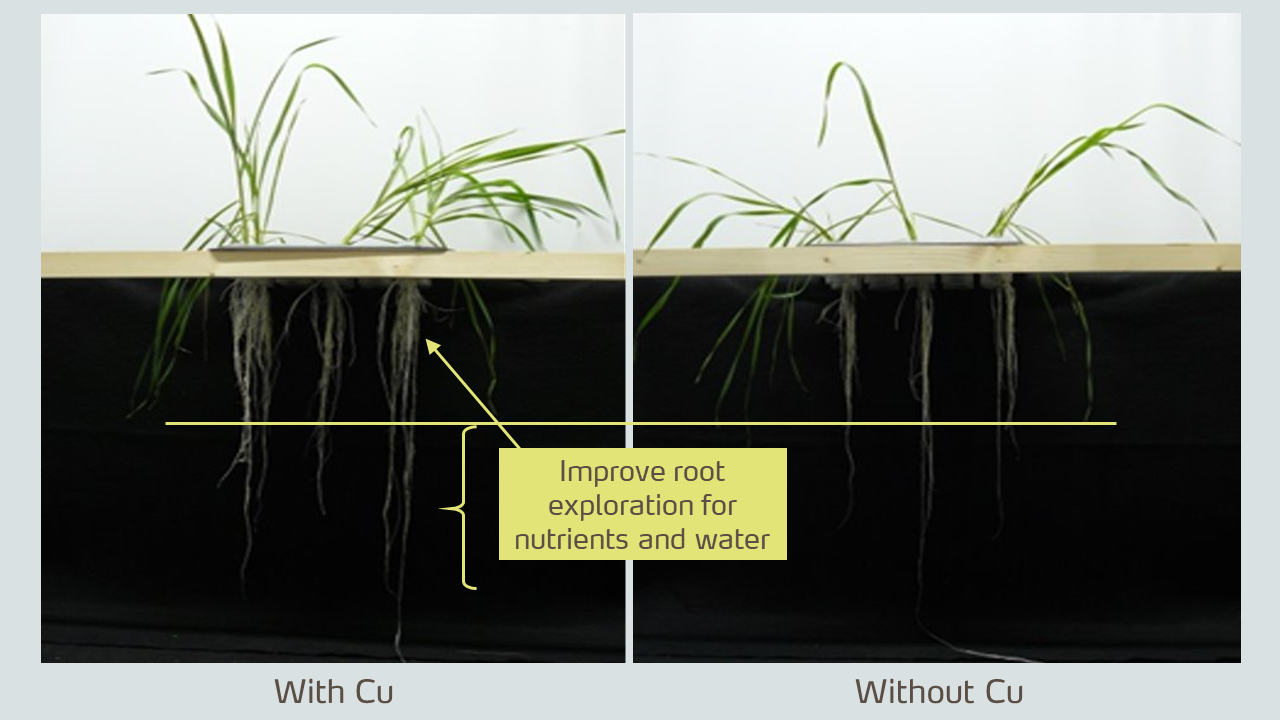 micronutrient deficiency - with and without Cu.png