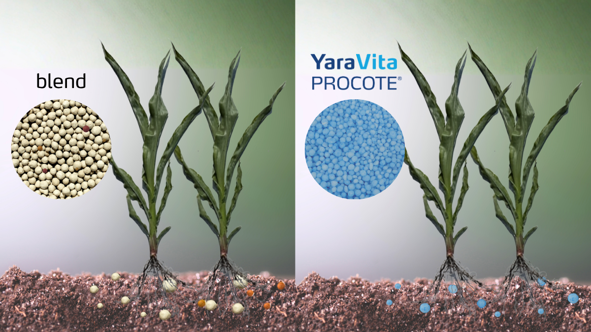 fertilizer blend versus procote plant closeup