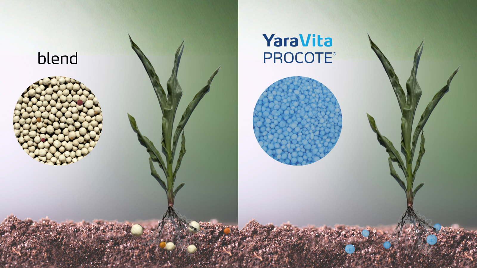 fertilizer blend versus procote plant closeup